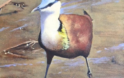 Jacana