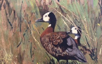 White Faced Ducks